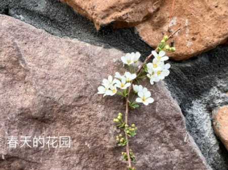 肥多多《春天的花園》作品征集活動作品大賞,一起來看看